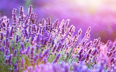 Let the flowers bloom